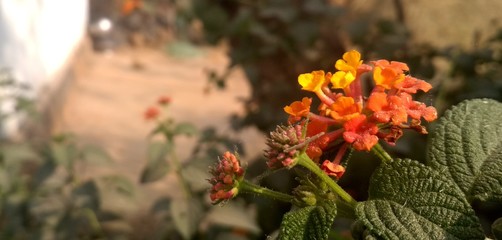 red flowers in the garden