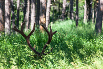 Fototapeta premium Bull Elk Rack