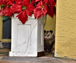 Dangerous Wildlife like this Possum hiding by the front door flower bed is a common sight in florida