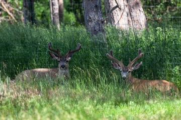 Two Bucks in Spring Velvet