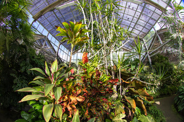 plants in greenhouse