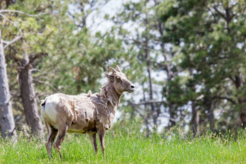 Obraz na płótnie Canvas Shedding Bighorn Sheep