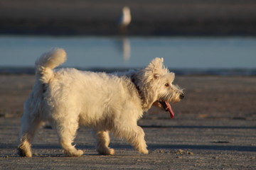 Dog on a beach