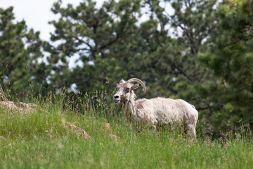 Female Bighorn Sheep