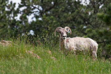 Female Bighorn Sheep