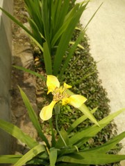 green plant in a pot