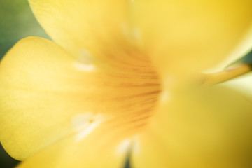 closeup of yellow tulip