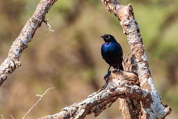 Closeup shot of a Rueppell's glossy-starling bird on a branch