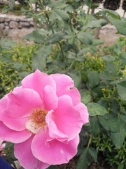 pink rose in the garden