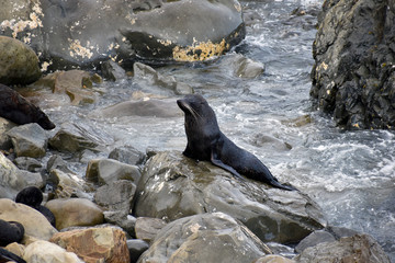 seal on rock