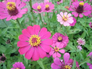 Obraz premium flowers in the garden