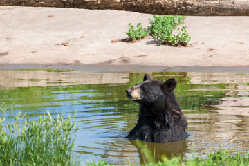 Black Bear in a Pond