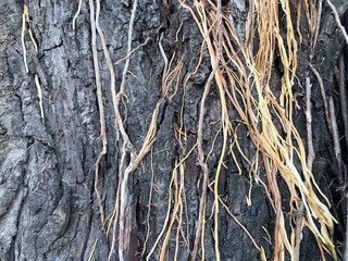 Bark and roots of an old tree background.