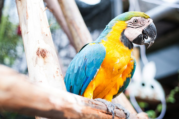 A Yellow parrot in a garden on the island of Thailand