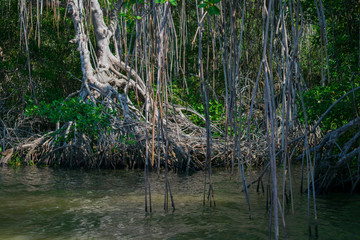 El principal lugar para visitar en Tecolutla Veracuz, México, son los manglares y pantanos, mostrando las grandes raíces de los árboles fuera del agua
