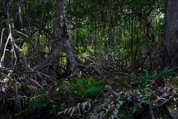 El principal lugar para visitar en Tecolutla Veracuz, México, son los manglares y pantanos,...