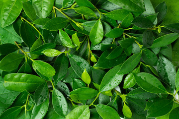 Background fresh leaves with water drops.