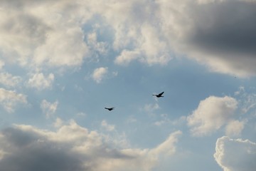 Fototapeta premium Birds flying in the sky on clouds background