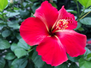 Red Hibiscus in the nature. Selective focus.