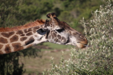 Giraffe eating, showing tongue