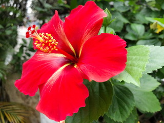Red Hibiscus in the nature. Selective focus.