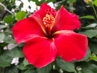 Fototapeta premium Red Hibiscus in the nature. Selective focus.