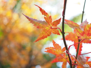 紅葉　秋　葉　景色　日本