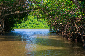 El principal lugar para visitar en Tecolutla Veracuz, México, son los manglares y pantanos, mostrando las grandes raíces de los árboles fuera del agua