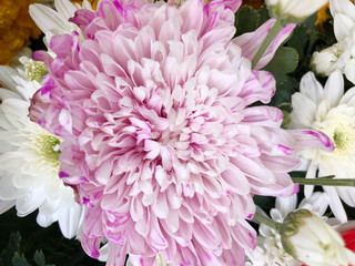 Close up Pink Chrysanthemum flowers background.