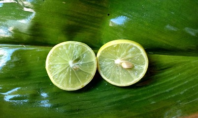 Slices of lemons on a green leaf. tropical food concept