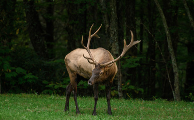Elk Tilts Head To Show Antlers