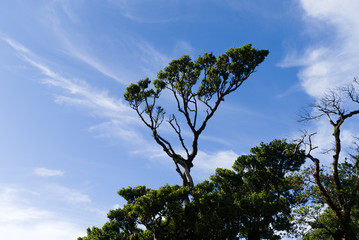 Evergreen laurel trees covered with perennial moss against a blue sky, background picture