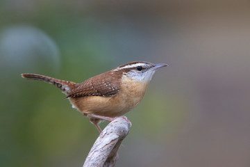 Carolina wren perched on a branch on a backyard feeder