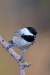 Black-capped Chickadee perched on a branch backyard feeder 