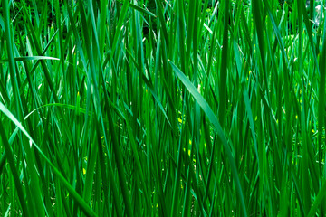 green plant stems grow densely in new zealand