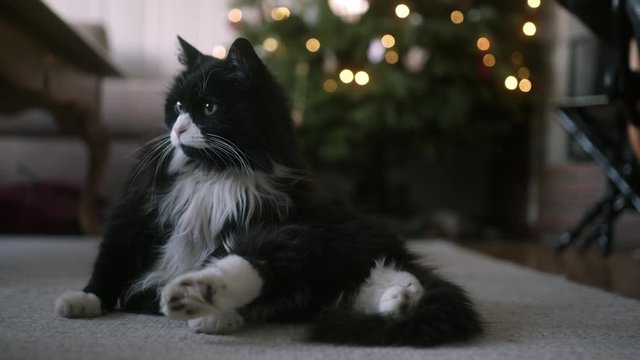 Cozy cat by the christmas tree giving off a typical christmas morning vibe
