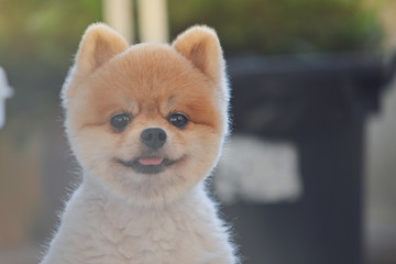 pomeranian dog cute pet happy smiling in the morning
