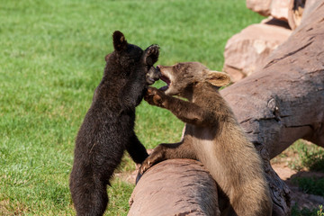 Playing Baby Bears
