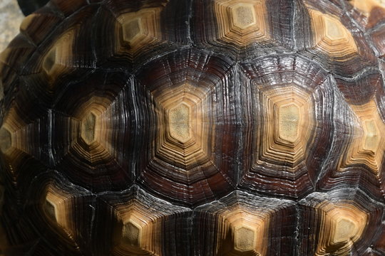 pattern of hard tortoiseshell, closeup image of turtle animal