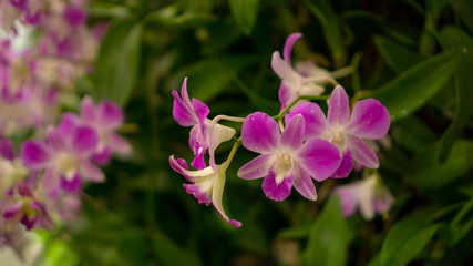 Bunches of pink petals Dendrobium hybrid orchid on dark green leaves blurry background