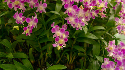 Bunches of pink petals Dendrobium hybrid orchid on dark green leaves blurry background