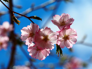Pink Cherry Blossom flowers spring tree 