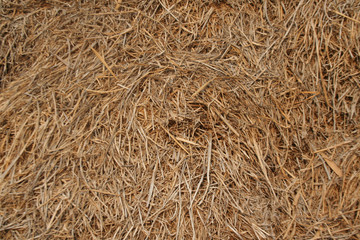 Rice straw stack filled the field