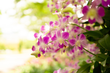 Bunch of pink petals Dendrobium hybrid orchid blooming under greenery tree on blurry background