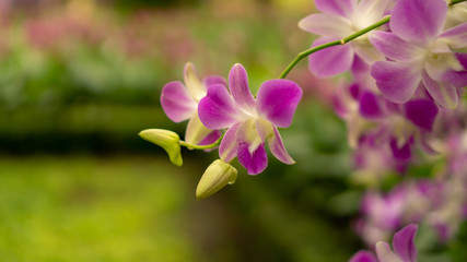 Bunches of pink petals Dendrobium hybrid orchid bloosom on dark green leaves blurry background