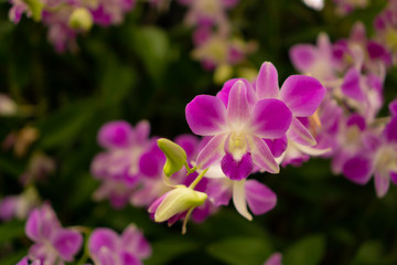 Fototapeta na wymiar Bunches of pink petals Dendrobium hybrid orchid on dark green leaves blurry background