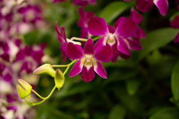 Fototapeta na wymiar Bunches of purple petals Dendrobium hybrid orchid blossom on dark green leaves blurry background