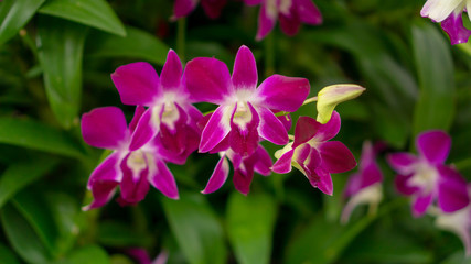 Fototapeta na wymiar Bunches of pink petals Dendrobium hybrid orchid blossom on dark green leaves blurry background