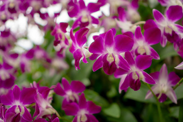 Fototapeta na wymiar Bunches of pink petals Dendrobium hybrid orchid blossom on dark green leaves blurry background