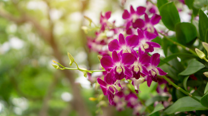 Bunch of pink petals Dendrobium hybrid orchid blooming under green leafs tree on blurry background